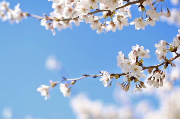 樱花的花语和象征寓意 樱花代表什么含义