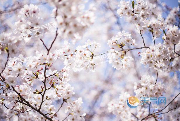 2021济南五龙潭樱花节是什么时候 五龙潭樱花节时间地点交通攻略