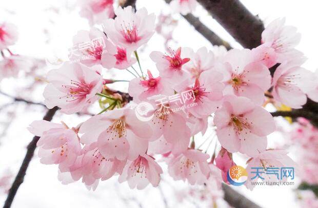 2021济南五龙潭樱花节是什么时候 五龙潭樱花节时间地点交通攻略