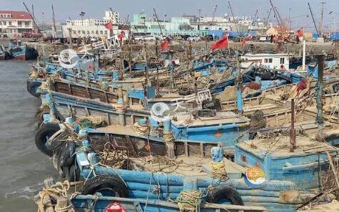 青岛胶州湾捕杀海星45万斤是怎么回事 当地养殖户道出