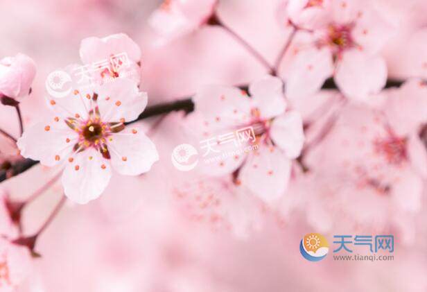 2021济南五龙潭樱花节是什么时候 五龙潭樱花节时间地点交通攻略