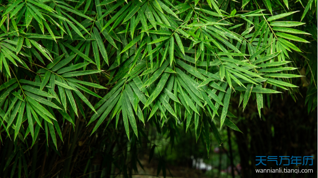 秋千节又叫什么节 秋千节由来简介（组图）