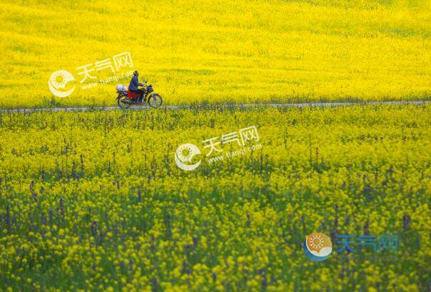 2021襄县油菜花节是什么时候 襄县油菜花节具体时间地址