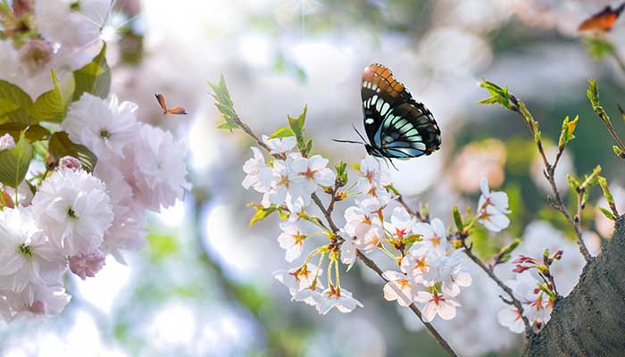 2021春分时节开什么花 春分时节开的花有哪些