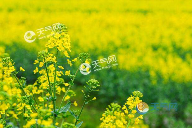 汉阴油菜花节2021什么时候 最新汉阴油菜花节时间地点路线
