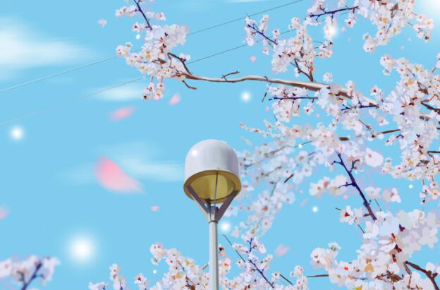 2021上海樱花节什么时候  最新上海樱花节起止时间表