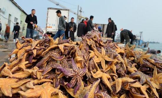 大量海星入侵胶州湾是怎么回事 专家道出海星入侵胶州湾根本原因