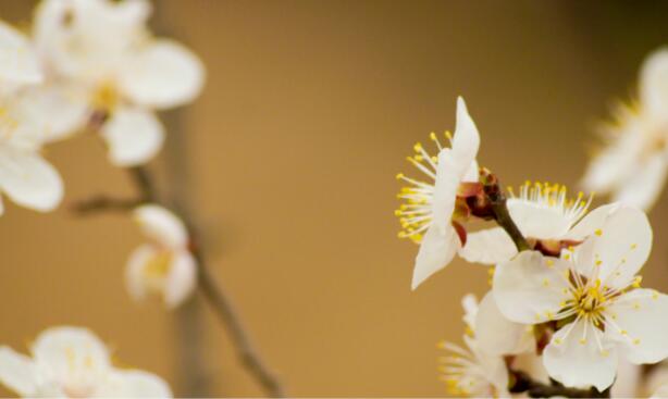 春分的古詩有哪些 關(guān)于春分節(jié)氣的古詩詞8首