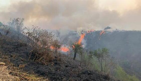 台湾嘉义县阿里山发生森林大火 已经烧了20小时目前无人员死亡