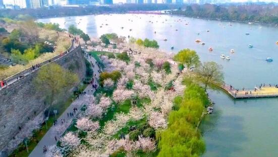南京樱花城墙美出天际是怎么回事 南京樱花在哪里看
