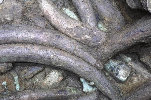 三星堆祭祀坑出土超120根象牙是怎么回事 三星堆遺址在哪里