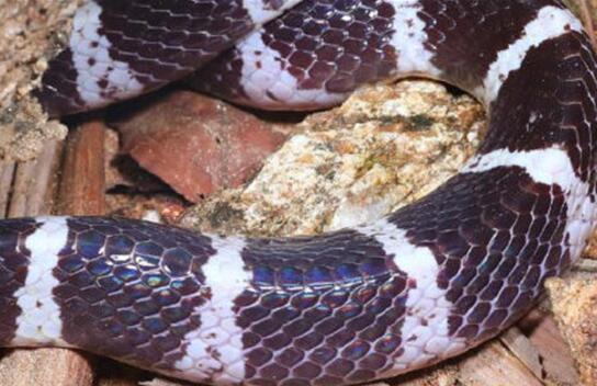 中科院给一剧毒蛇新种命名为素贞 毒性和银环蛇不相上下