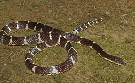 中科院给一剧毒蛇新种命名为素贞 毒性和银环蛇不相上下