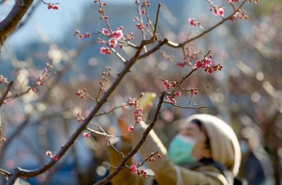 全国树叶变绿地图来了 华北内蒙古等地即将迎来春天