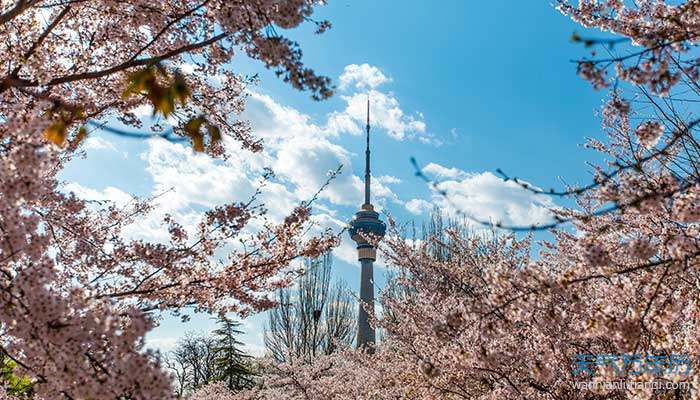 2021北京玉渊潭樱花节时间 玉渊潭樱花节时间2021