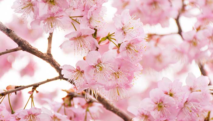 2021河北科技大学樱花节是什么时候 2021河北科技大学樱花节最佳赏花时间
