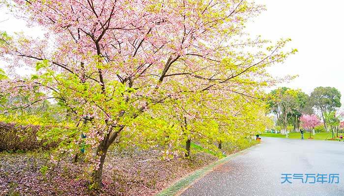 2021顾村公园樱花节时间 2021上海顾村公园樱花节最佳