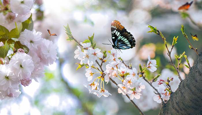2021年鹤壁樱花节什么时候开始 2021年鹤壁樱花节什么时候开放