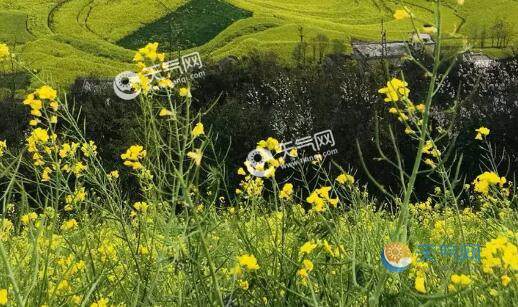 2021全国油菜花开花时间地图 全国油菜花最佳赏花时间