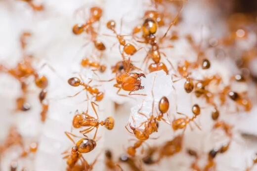 红火蚁已传播至我国435个县市区是怎么回事 红火蚁产自哪里