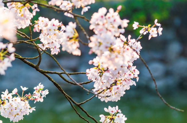 寒食节怎么来的 现在寒食节是怎么过的