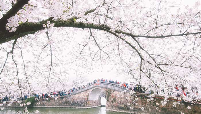 2021无锡国际樱花节是什么时候 无锡樱花节什么时候开始