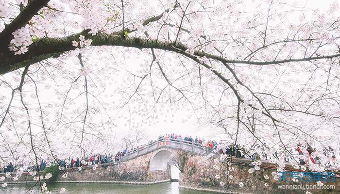 2021无锡国际樱花节是什么时候 无锡樱花节什么时候开始