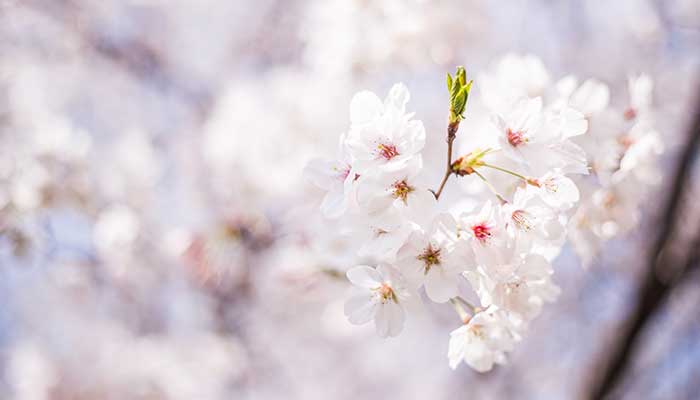 2021盐城大洋湾樱花节什么时候开始 盐城大洋湾樱花盛花期