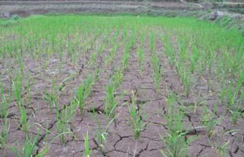 云南玉溪干旱38.18万亩农作物受灾 2.94万头牲畜饮水困难