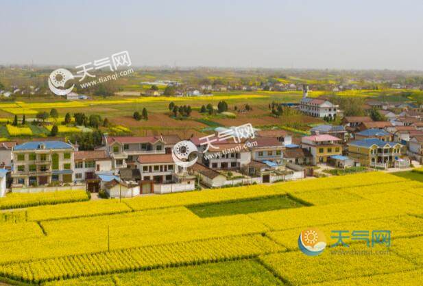 2021清明节看油菜花去哪儿 清明假期赏油菜花的好去处