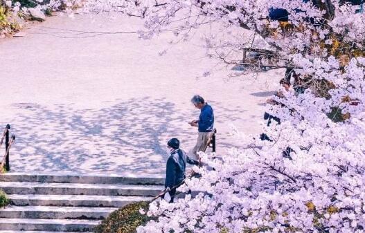 日本樱花盛放时间提前16天 专家：上一次最早盛开是在唐朝时候