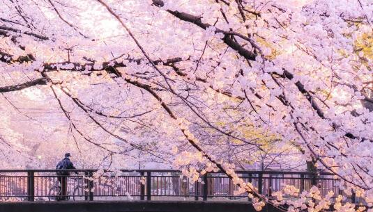 日本樱花盛放时间提前16天 专家：上一次最早盛开是在唐朝时候