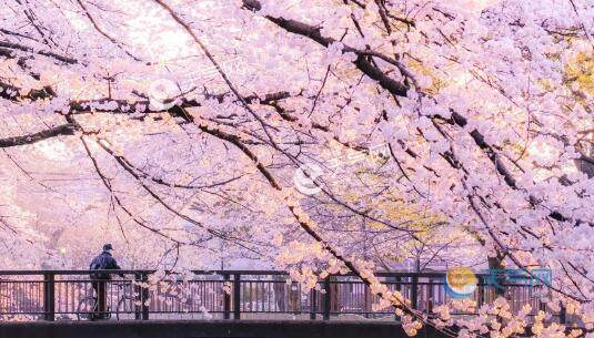 天气网讯,据日本气象部门消息,当地时间3月11日,日本广岛樱花开始盛放