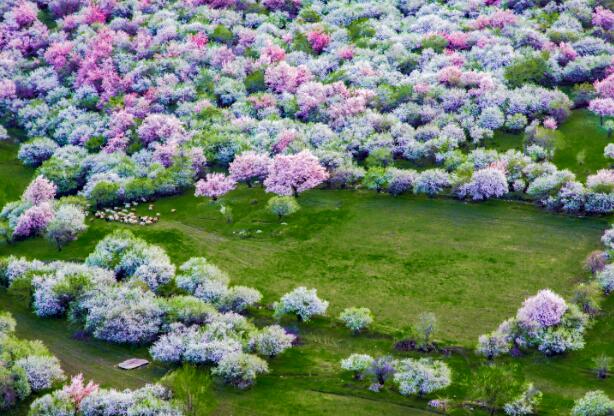 4月去哪里看花海  四月不容错过的最美赏花地点