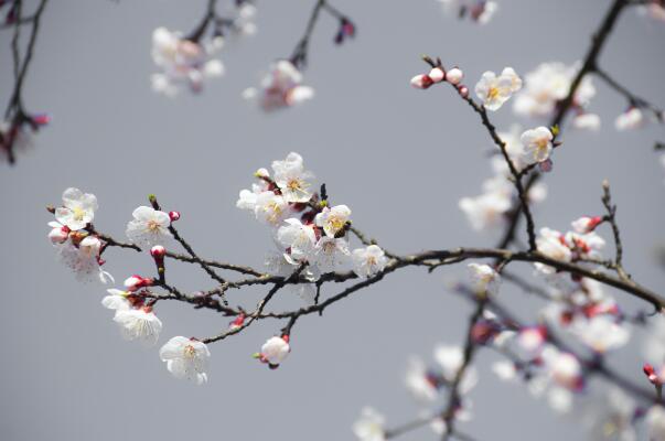 4月北京去哪看花 4月份北京看花海必去的地方