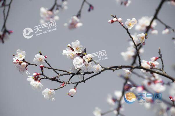 4月北京去哪看花 4月份北京看花海必去的地方