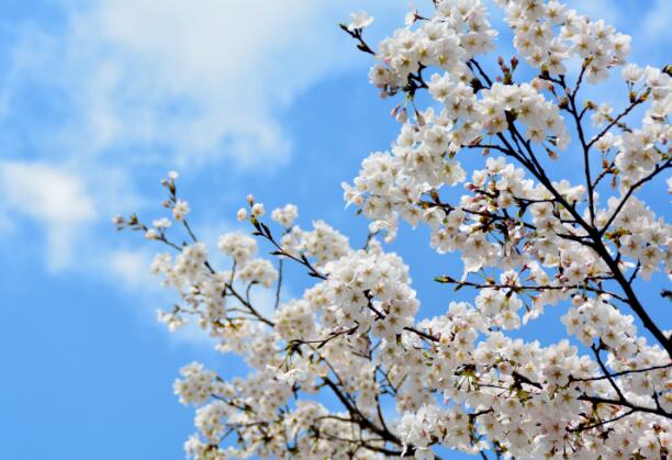 4月北京去哪看花 4月份北京看花海必去的地方