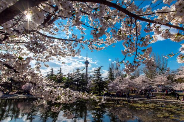 4月北京去哪看花 4月份北京看花海必去的地方
