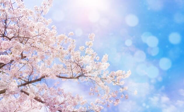 4月重庆去哪里看花 四月重庆及周边赏花踏青的好去处