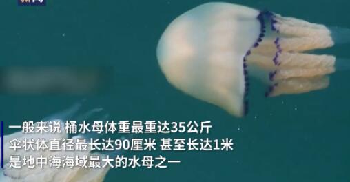 意大利海域遭水母入侵 当地居民：有的水母直径长达1米