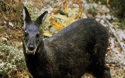 西藏首次拍到黑麝影像 黑麝是几级保护动物