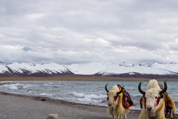 2021年4月15日西藏交通天气预报 林芝东南部日喀则南部受雨雪影响