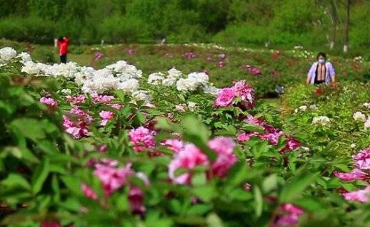 牡丹花王开出千余朵花 单株花开已超过500朵