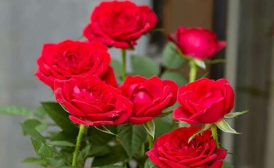 玫瑰正式增选为济南市花 网友：啥时候确定国花