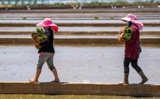 袁隆平超级杂交水稻移栽冲击世界纪录 预计亩产量可达1200公斤