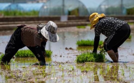 袁隆平超级杂交水稻移栽冲击世界纪录 预计亩产量可达1200公斤