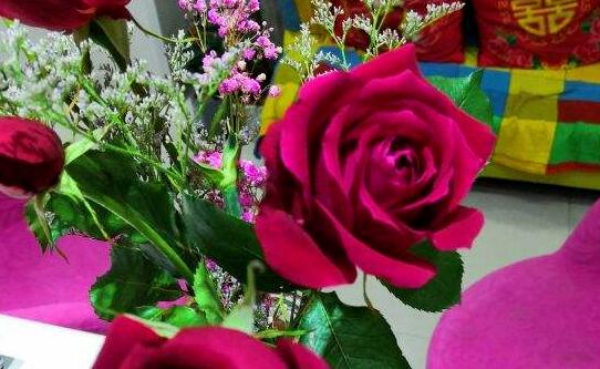 玫瑰正式增选为济南市花是怎么回事 市花是什么意思