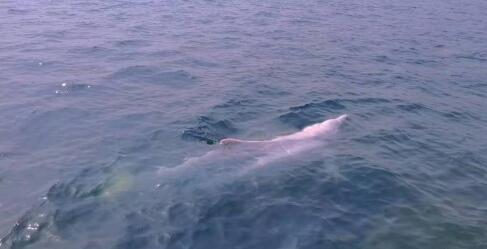 大连出现中华白海豚是什么情况 专家：可能是迷路所致