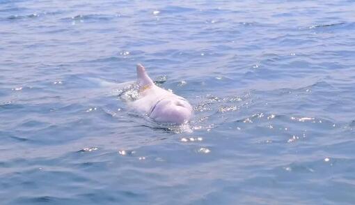 大连出现中华白海豚是什么情况 专家：可能是迷路所致