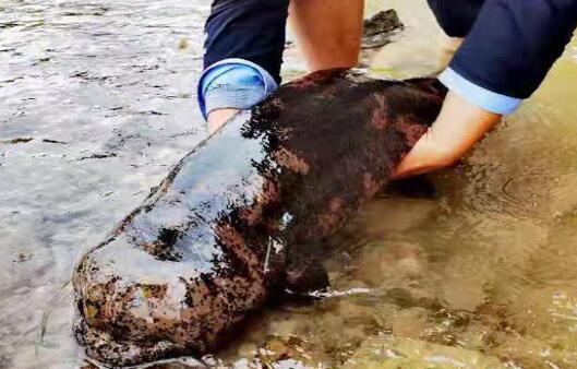 超50岁巨型娃娃鱼长1.35米 网友：还是第一次见这么大的